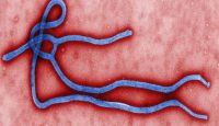 Farmacéuticos y virus del Ébola