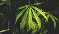 Cannabis medicinal: con receta y en farmacia