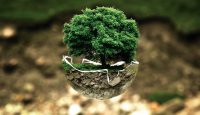 “Estoy con la naturaleza” el lema del Día Mundial del Medio Ambiente 2017
