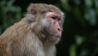 Viruela de los monos o viruela símica